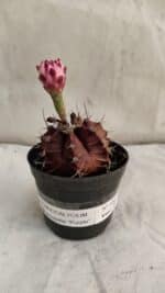 GYMNOCALYCIUM Mihanovichii Purple Nº 580 – vaso 09 - Imagem 2