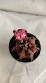 GYMNOCALYCIUM Mihanovichii Purple Nº 580 – vaso 09 - Imagem 3