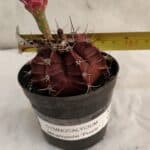GYMNOCALYCIUM Mihanovichii Purple Nº 580 – vaso 09