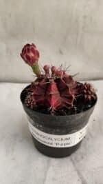 GYMNOCALYCIUM Mihanovichii Purple Nº 581 – vaso 09