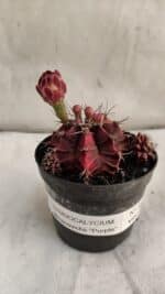 GYMNOCALYCIUM Mihanovichii Purple Nº 581 – vaso 09 - Imagem 8