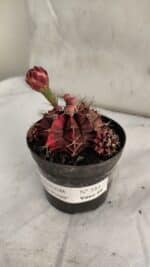 GYMNOCALYCIUM Mihanovichii Purple Nº 581 – vaso 09 - Imagem 7