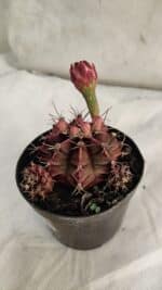 GYMNOCALYCIUM Mihanovichii Purple Nº 581 – vaso 09 - Imagem 6
