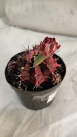 GYMNOCALYCIUM Mihanovichii Purple Nº 581 – vaso 09 - Imagem 5