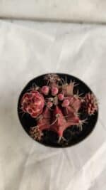 GYMNOCALYCIUM Mihanovichii Purple Nº 581 – vaso 09 - Imagem 3