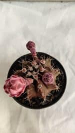 GYMNOCALYCIUM Mihanovichii Purple Nº 582 – vaso 09 - Imagem 3