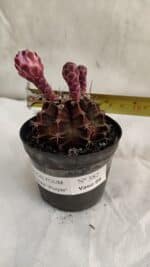 GYMNOCALYCIUM Mihanovichii Purple Nº 582 – vaso 09 - Imagem 7
