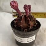 GYMNOCALYCIUM Mihanovichii Purple Nº 582 – vaso 09