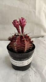 GYMNOCALYCIUM Mihanovichii Purple Nº 583 – vaso 09 - Imagem 2