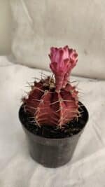 GYMNOCALYCIUM Mihanovichii Purple Nº 583 – vaso 09 - Imagem 6