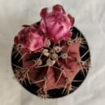 GYMNOCALYCIUM Mihanovichii Purple Nº 583 – vaso 09