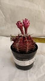 GYMNOCALYCIUM Mihanovichii Purple Nº 583 – vaso 09 - Imagem 4
