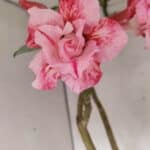 Planta Dobrada 3602 – 65cm – 04 anos