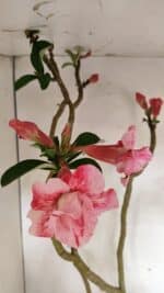 Planta Dobrada 3602 – 65cm – 04 anos - Imagem 4