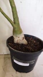 Planta Dobrada 3602 – 65cm – 04 anos - Imagem 5