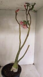 Planta Dobrada 3602 – 65cm – 04 anos - Imagem 7