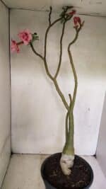 Planta Dobrada 3602 – 65cm – 04 anos - Imagem 6