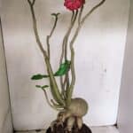 Planta Dobrada 3603 – 60cm – 05 anos