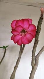 Planta Dobrada 3603 – 60cm – 05 anos - Imagem 3