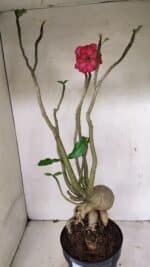 Planta Dobrada 3603 – 60cm – 05 anos - Imagem 10