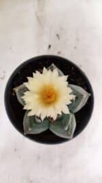 MATRIZ ASTROPHYTUM cv KIKKO  Nº 943 – vaso 15 - Imagem 3