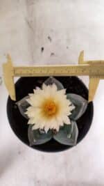 MATRIZ ASTROPHYTUM cv KIKKO  Nº 943 – vaso 15