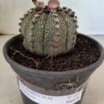 MATRIZ ASTROPHYTUM ASTERIAS Nº 1051 – vaso 15