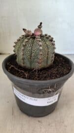 MATRIZ ASTROPHYTUM ASTERIAS Nº 1051 – vaso 15