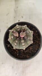 MATRIZ ASTROPHYTUM ASTERIAS Nº 1051 – vaso 15 - Imagem 3