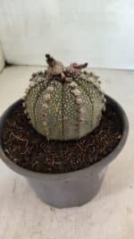MATRIZ ASTROPHYTUM ASTERIAS Nº 1051 – vaso 15 - Imagem 7
