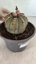 MATRIZ ASTROPHYTUM ASTERIAS Nº 1051 – vaso 15 - Imagem 6