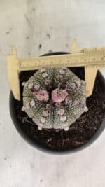 MATRIZ ASTROPHYTUM ASTERIAS Nº 1051 – vaso 15 - Imagem 5