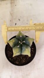 ASTROPHYTUM MYRIOSTIGMA "Variegata" Nº 1081 – vaso 11 - Imagem 5