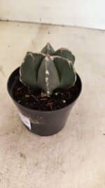 ASTROPHYTUM MYRIOSTIGMA  Nº 1083 – vaso 09 - Imagem 7