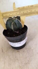 ASTROPHYTUM MYRIOSTIGMA  Nº 1083 – vaso 09 - Imagem 4