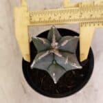 ASTROPHYTUM MYRIOSTIGMA  Nº 1083 – vaso 09