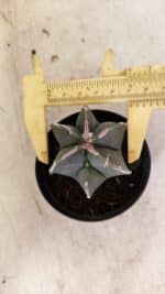 ASTROPHYTUM MYRIOSTIGMA  Nº 1083 – vaso 09