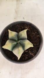 ASTROPHYTUM cv KIKKO Nº 1085 "Variegata" - vaso 15 - Imagem 3