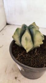 ASTROPHYTUM cv KIKKO Nº 1085 "Variegata" - vaso 15 - Imagem 8