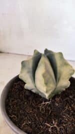 ASTROPHYTUM cv KIKKO Nº 1085 "Variegata" - vaso 15 - Imagem 7