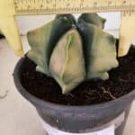 ASTROPHYTUM cv KIKKO Nº 1085 "Variegata" - vaso 15