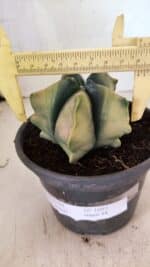 ASTROPHYTUM cv KIKKO Nº 1085 "Variegata" - vaso 15