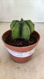 ASTROPHYTUM MYRIOSTIGMA "Variegata" Nº 1086 – vaso 11 - Imagem 2