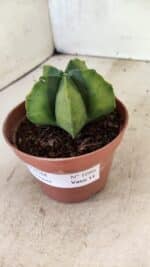 ASTROPHYTUM MYRIOSTIGMA "Variegata" Nº 1086 – vaso 11 - Imagem 10