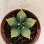 ASTROPHYTUM MYRIOSTIGMA "Variegata" Nº 1086 – vaso 11