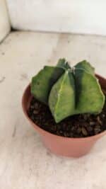 ASTROPHYTUM MYRIOSTIGMA "Variegata" Nº 1086 – vaso 11 - Imagem 7