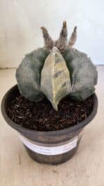 MATRIZ ASTROPHYTUM MYRIOSTIGMA  Nº 1082 – vaso 15 - Imagem 2