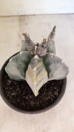 MATRIZ ASTROPHYTUM MYRIOSTIGMA  Nº 1082 – vaso 15 - Imagem 6