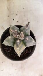 MATRIZ ASTROPHYTUM MYRIOSTIGMA  Nº 1082 – vaso 15 - Imagem 3