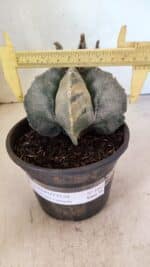 MATRIZ ASTROPHYTUM MYRIOSTIGMA  Nº 1082 – vaso 15